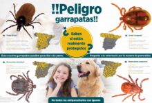 Descubre cómo surgen las garrapatas: todo lo que necesitas saber descubre-como-surgen-las-garrapatas-todo-lo-que-necesitas-saber