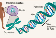 Descubre cómo surgen las mutaciones genéticas: causas y consecuencias. descubre-como-surgen-las-mutaciones-geneticas-causas-y-consecuencias