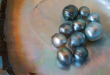 Descubre el fascinante proceso de cómo surgen las perlas descubre-el-fascinante-proceso-de-como-surgen-las-perlas