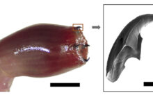 Descubre el Fascinante Proceso de Cómo Surgen los Gusanos. descubre-el-fascinante-proceso-de-como-surgen-los-gusanos