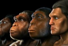 El origen de los homínidos: descubre cómo surgieron nuestros antepasados el-origen-de-los-hominidos-descubre-como-surgieron-nuestros-antepasados
