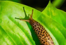 Revisa cómo surgen las babosas: un fascinante proceso de la naturaleza. revisa-como-surgen-las-babosas-un-fascinante-proceso-de-la-naturaleza